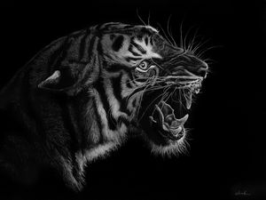 Превью обои тигр, оскал, арт, чб, хищник