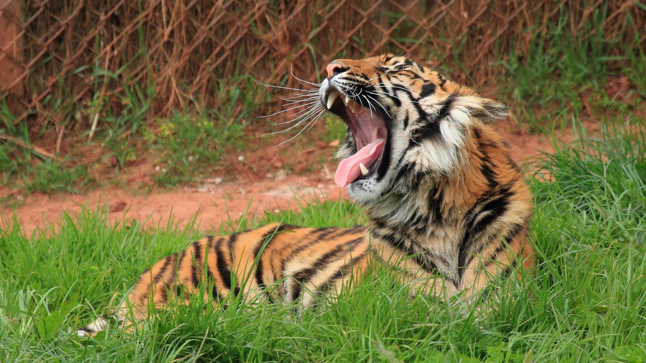 Обои тигр, оскал, большая кошка, трава