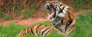 Превью обои тигр, оскал, большая кошка, трава