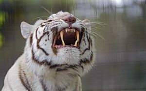 Превью обои тигр, оскал, хищник, белый, альбинос