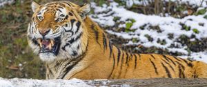 Превью обои тигр, оскал, хищник, большая кошка, снег