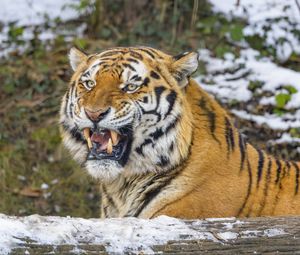 Превью обои тигр, оскал, хищник, большая кошка, снег