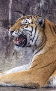 Превью обои тигр, оскал, хищник, животное, дикая природа