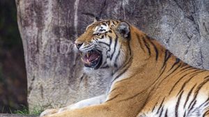 Превью обои тигр, оскал, хищник, животное, дикая природа