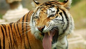 Превью обои тигр, оскал, язык, взгляд