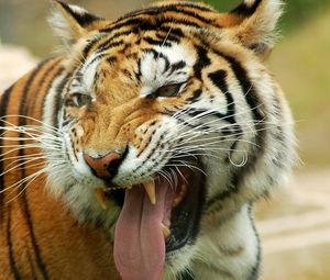 Превью обои тигр, оскал, язык, взгляд