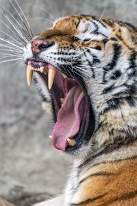 Превью обои тигр, оскал, клыки, полосы, большая кошка, животное