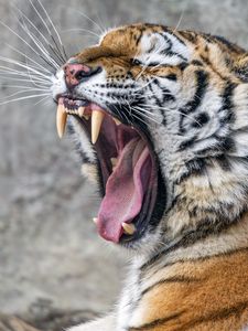 Превью обои тигр, оскал, клыки, полосы, большая кошка, животное