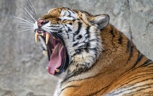 Превью обои тигр, оскал, клыки, полосы, большая кошка, животное