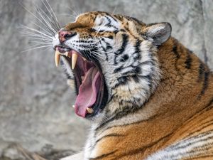 Превью обои тигр, оскал, клыки, полосы, большая кошка, животное