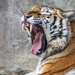 Превью обои тигр, оскал, клыки, полосы, большая кошка, животное