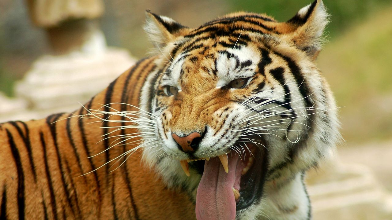 Обои тигр, оскал, морда, злость, хищник, большая кошка