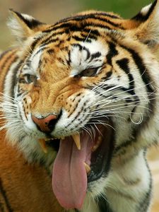 Превью обои тигр, оскал, морда, злость, хищник, большая кошка