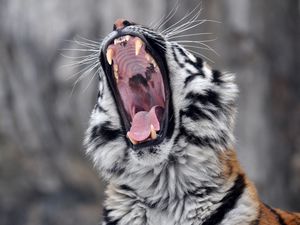 Превью обои тигр, оскал, морда, агрессия, хищник