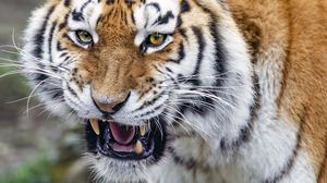 Превью обои тигр, оскал, полосатый, животное, хищник