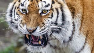 Превью обои тигр, оскал, полосатый, животное, хищник