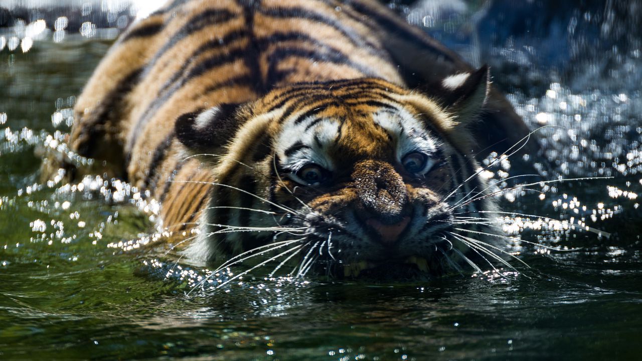 Обои тигр, оскал, вода, хищник, морда, усы