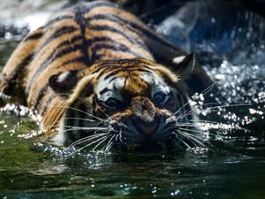 Превью обои тигр, оскал, вода, хищник, морда, усы