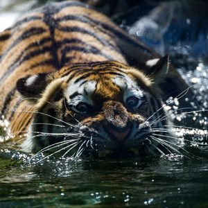 Превью обои тигр, оскал, вода, хищник, морда, усы
