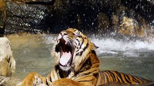 Превью обои тигр, оскал, вода, брызги, большая кошка