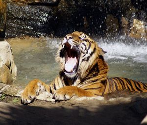 Превью обои тигр, оскал, вода, брызги, большая кошка