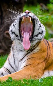 Превью обои тигр, оскал, высунутый язык, хищник, большая кошка