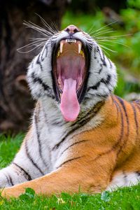 Превью обои тигр, оскал, высунутый язык, хищник, большая кошка