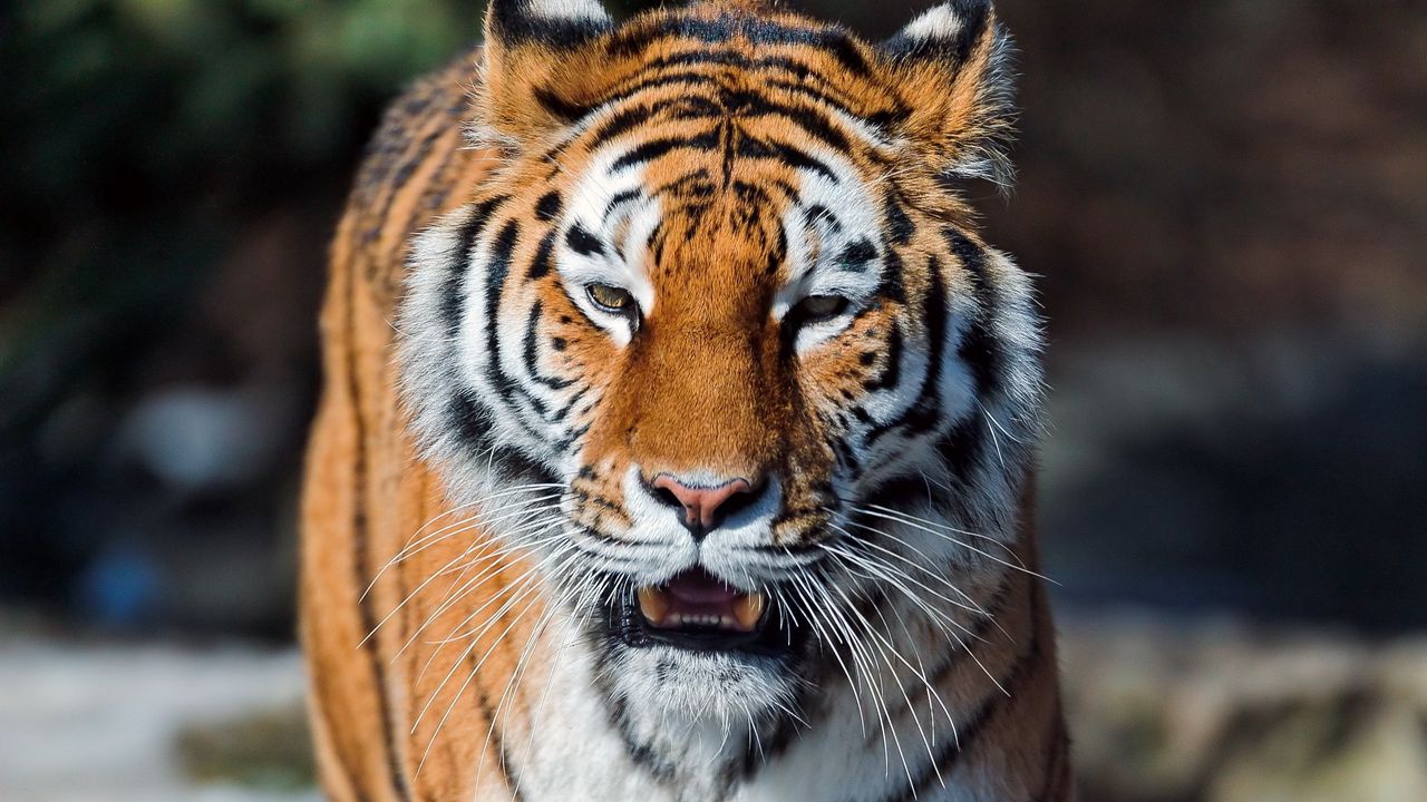 Обои тигр, открытый рот, морда, хищник, большая кошка