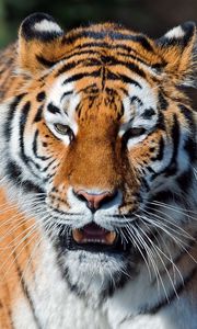 Превью обои тигр, открытый рот, морда, хищник, большая кошка