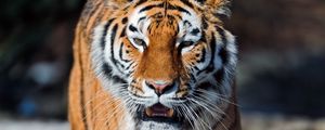 Превью обои тигр, открытый рот, морда, хищник, большая кошка