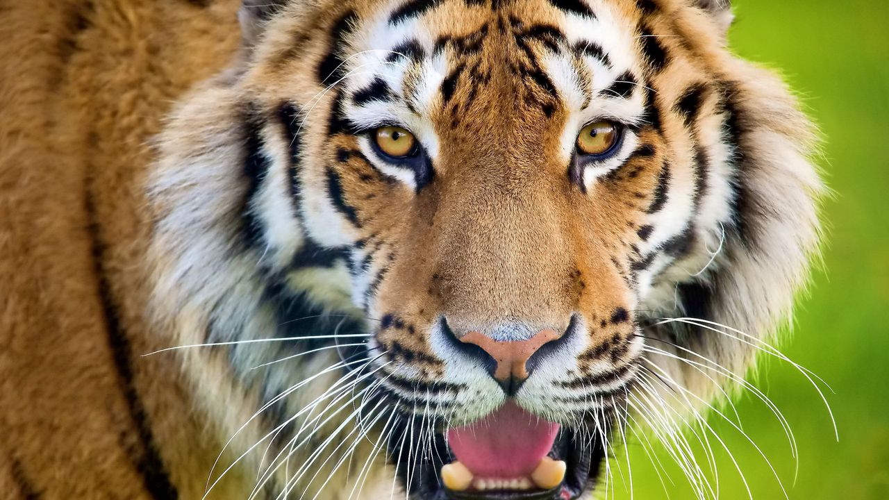 Обои тигр, открытый рот, морда, хищник, удивление