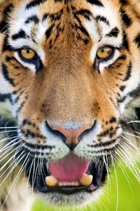 Превью обои тигр, открытый рот, морда, хищник, удивление