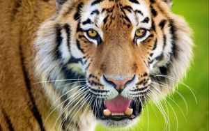 Превью обои тигр, открытый рот, морда, хищник, удивление