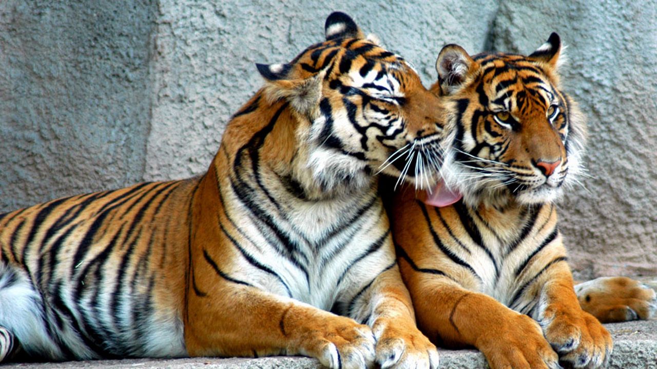 Обои тигр, пара, хищники, полосатые, большие кошки