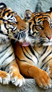Превью обои тигр, пара, хищники, полосатые, большие кошки