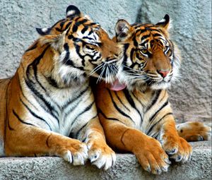 Превью обои тигр, пара, хищники, полосатые, большие кошки