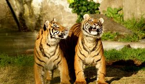 Превью обои тигр, пара, тигрята, полосатый