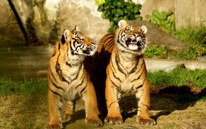 Превью обои тигр, пара, тигрята, полосатый