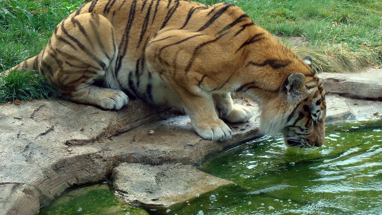 Обои тигр, пить, жажда, вода, камни, трава, большая кошка