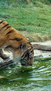 Превью обои тигр, пить, жажда, вода, камни, трава, большая кошка