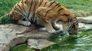 Превью обои тигр, пить, жажда, вода, камни, трава, большая кошка