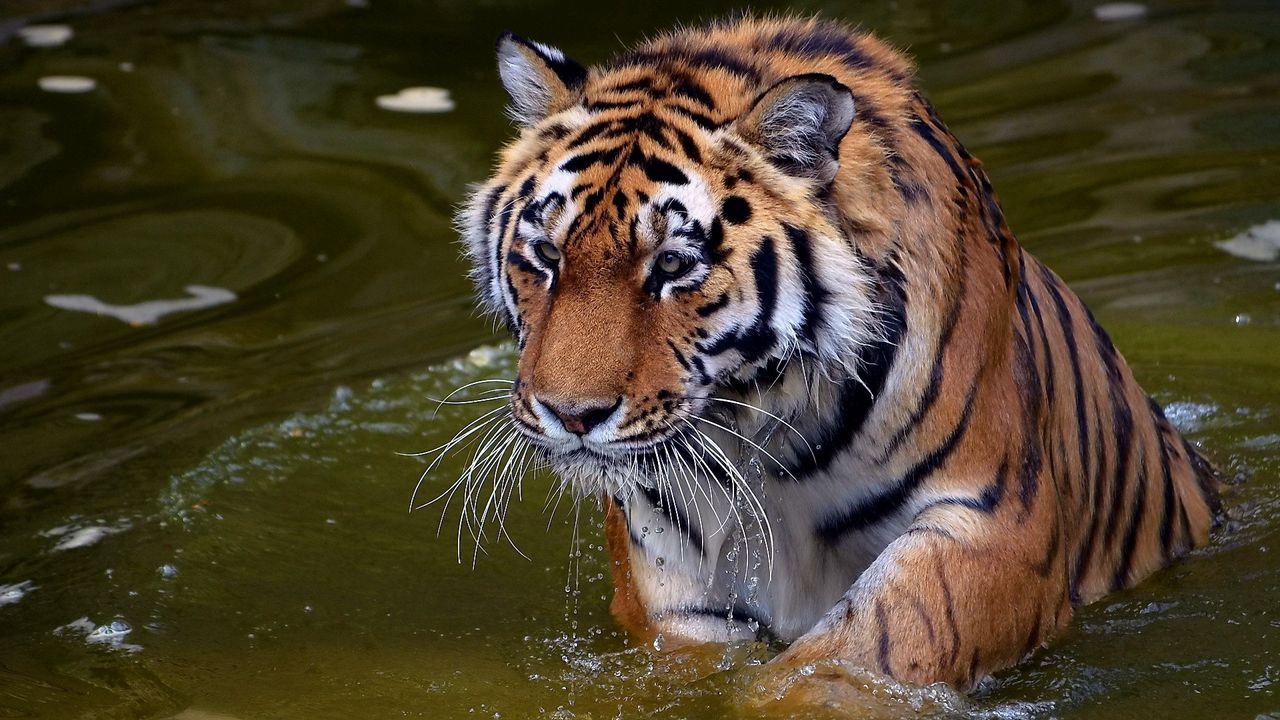 Обои тигр, плавать, вода, река, прогулка, большая кошка