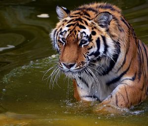 Превью обои тигр, плавать, вода, река, прогулка, большая кошка