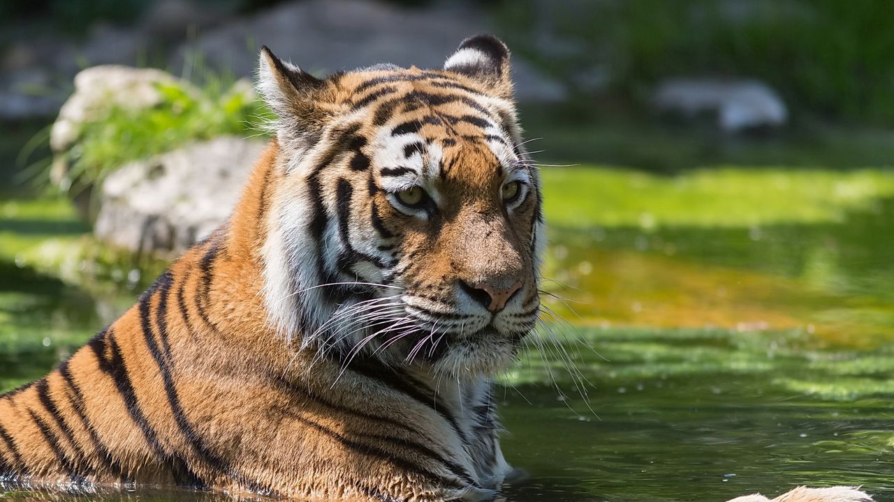 Обои тигр, плавать, вода, хищник