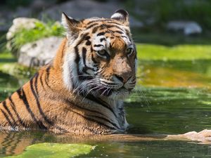 Превью обои тигр, плавать, вода, хищник