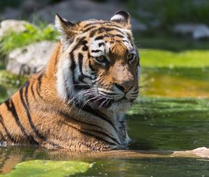 Превью обои тигр, плавать, вода, хищник