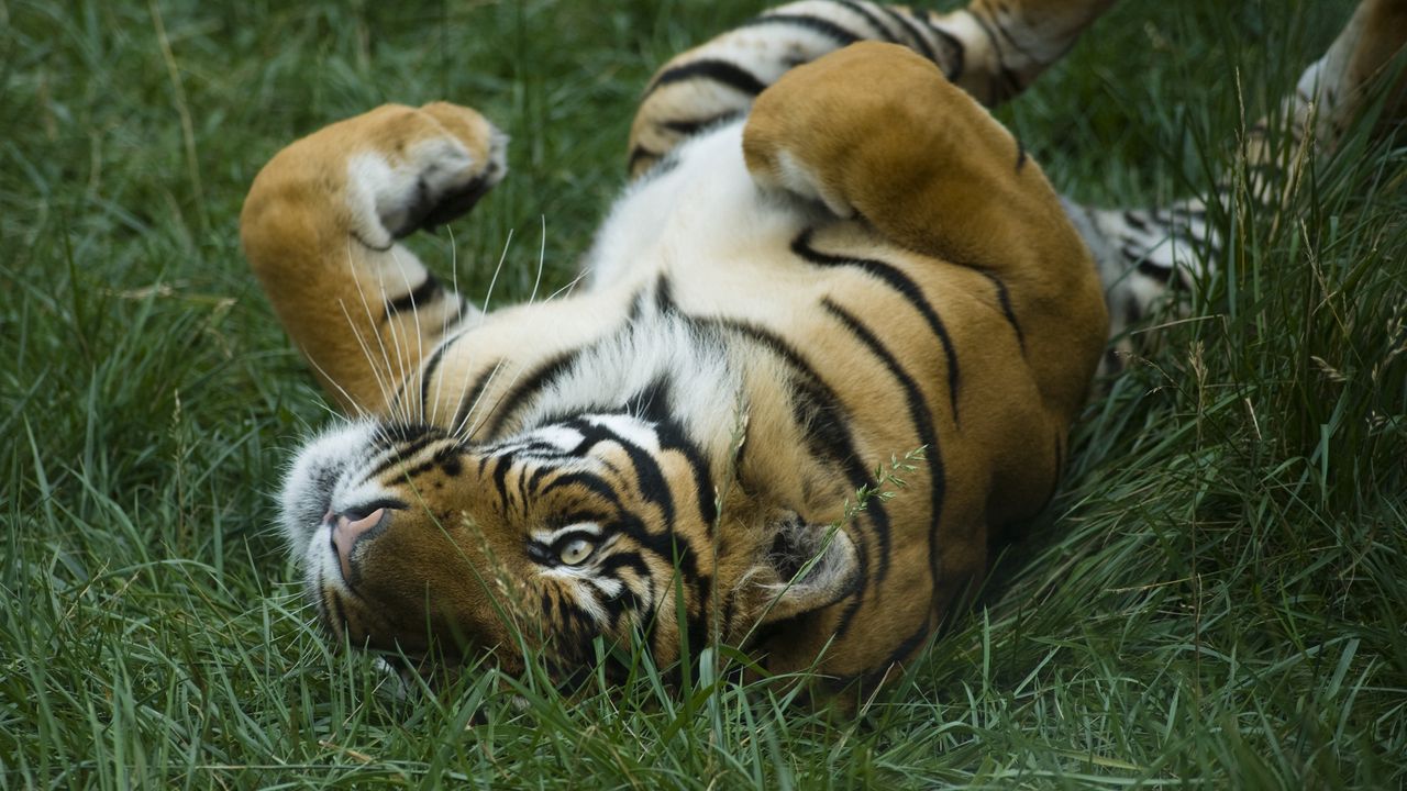Обои тигр, поле, трава, лежать