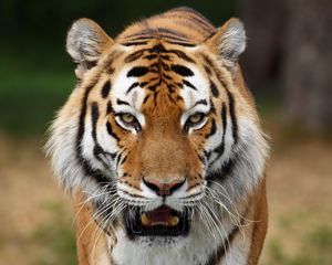 Превью обои тигр, полосатый, большая кошка, хищник