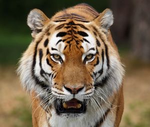 Превью обои тигр, полосатый, большая кошка, хищник