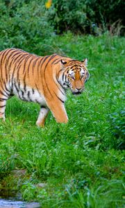 Превью обои тигр, полосатый, хищник, большая кошка, трава